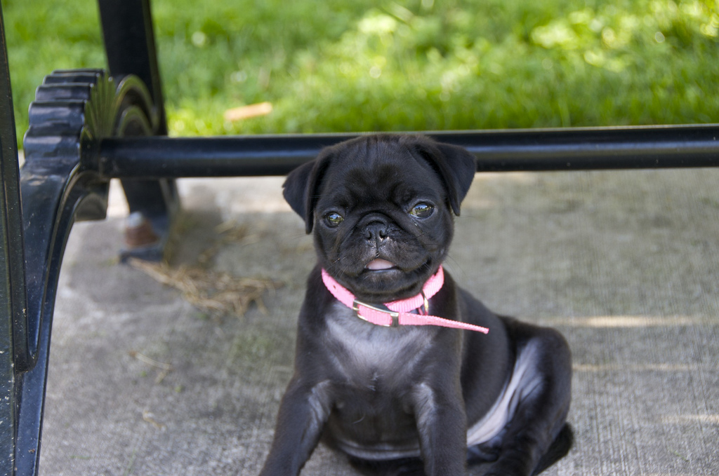 Cute Black Pug Puppy Image