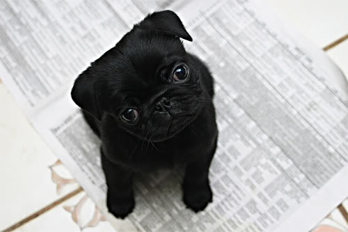 Cute Black Pug Puppy Looking At Camera