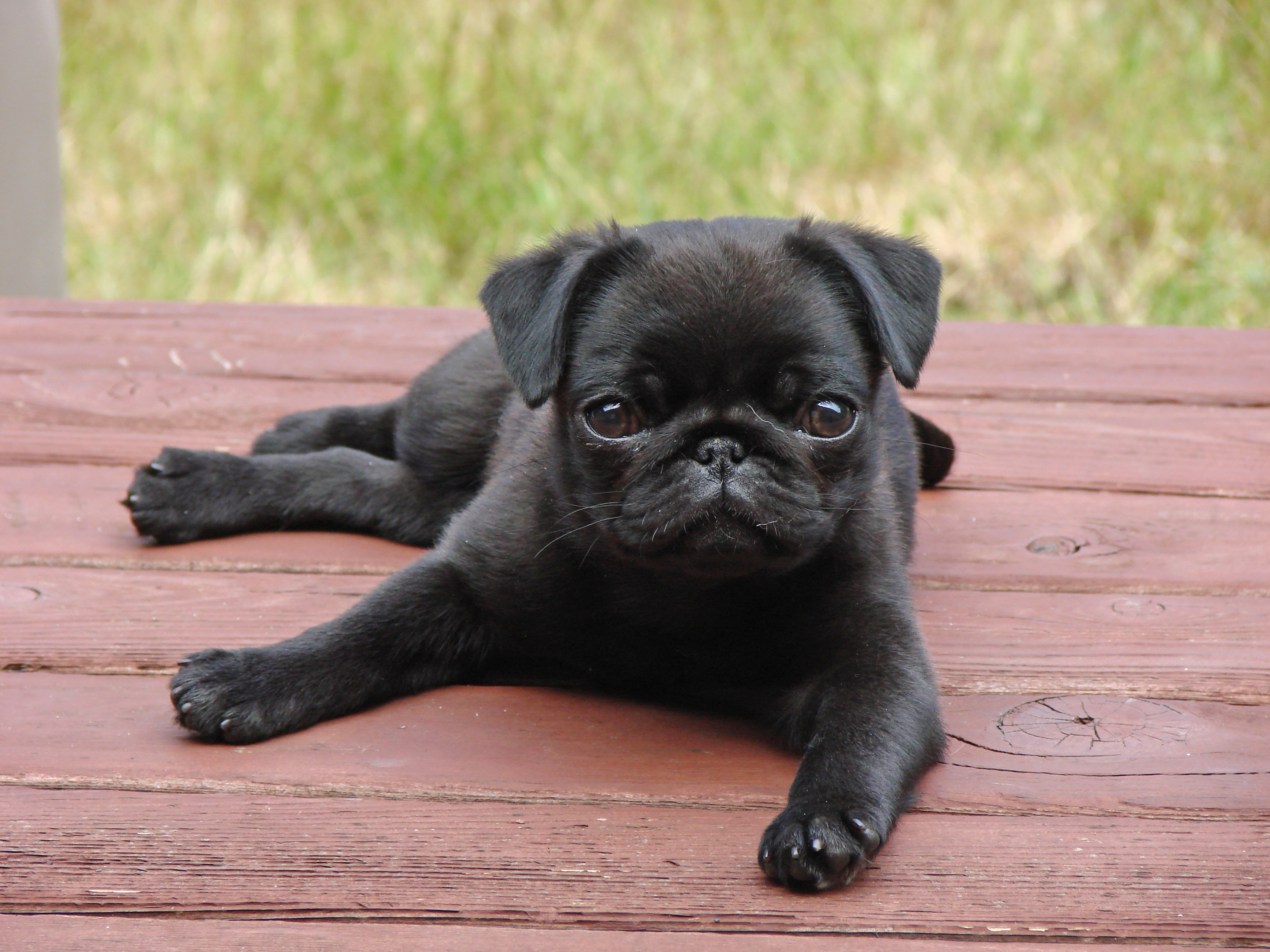47 Very Cute Pug Puppy Pictures And Photos