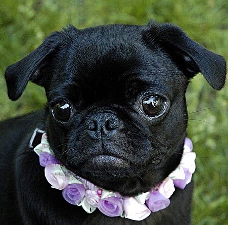 Cute Black Pug Puppy