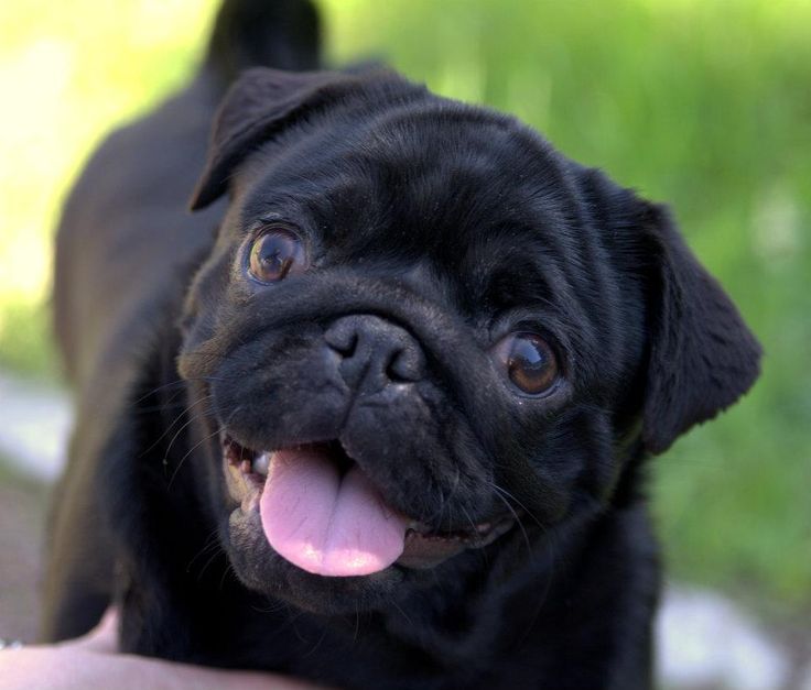 Cute Black Puppy Looking At Camera