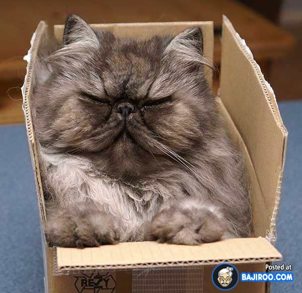Cute Cat In Box Funny Picture