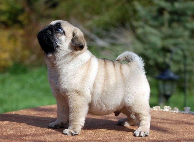 Cute Fawn Pug Puppy Picture