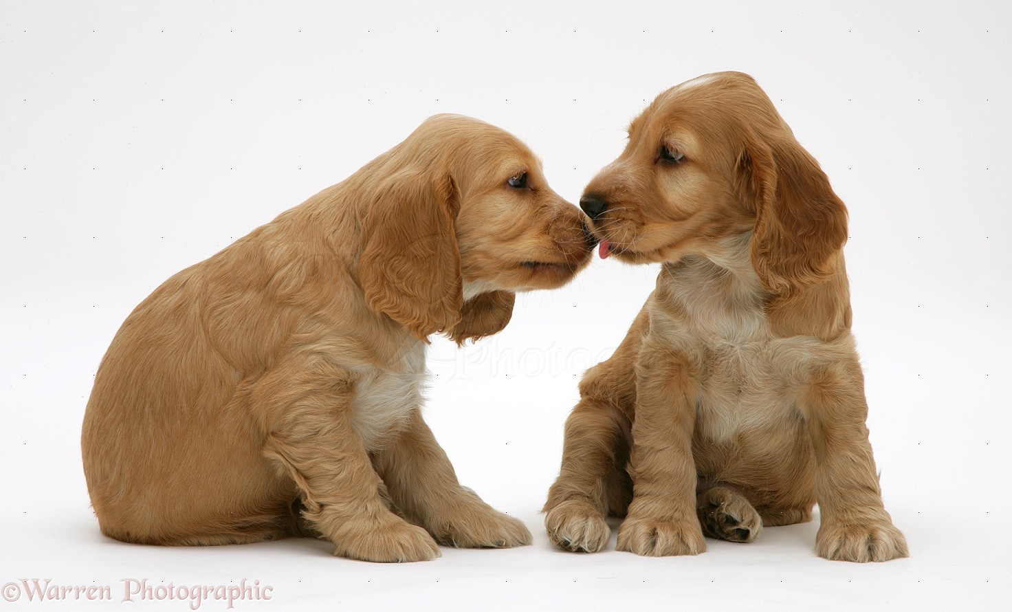 Cute Kissing Cocker Spaniel Puppies