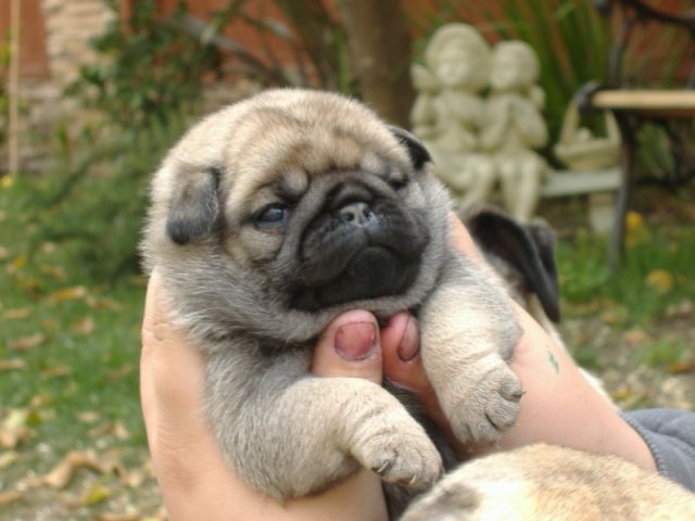 Cute Miniature Pug Puppy In Hands