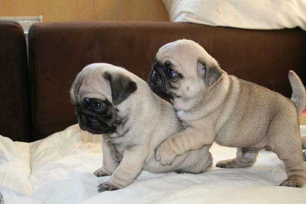 Cute Pug Puppies Playing With Each Other