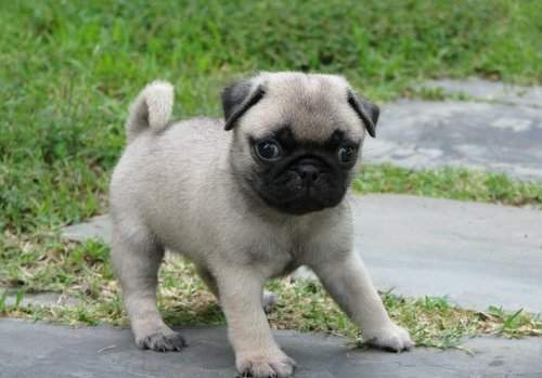 Cute Pug Puppy Image