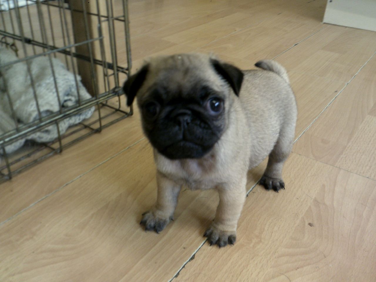 looking for pug puppies