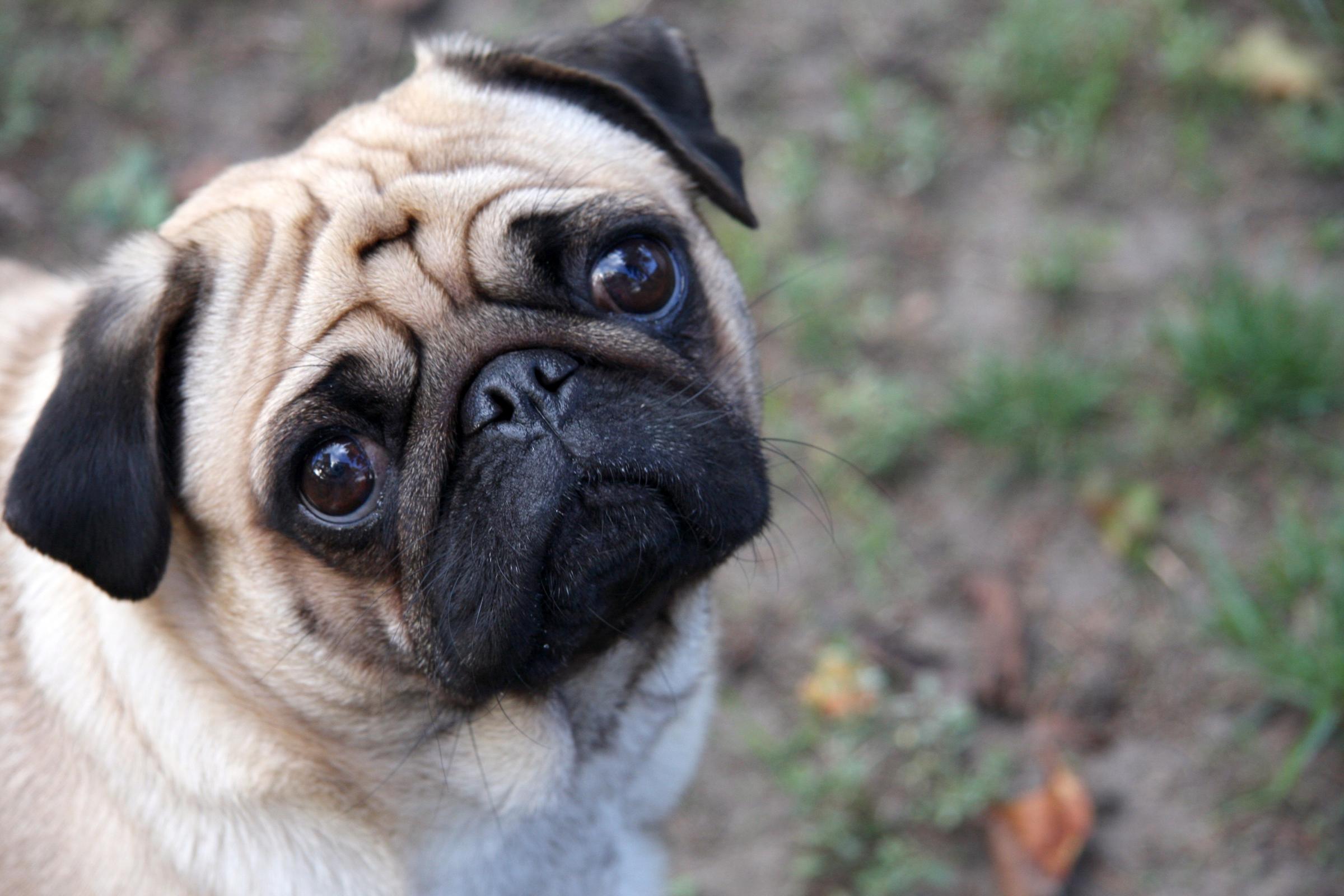 Cute Pug Puppy Looking At You