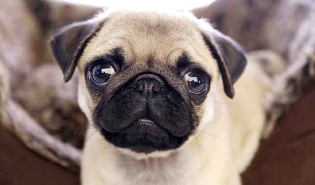 30 Most Beautiful Pug Dog Pictures And Images