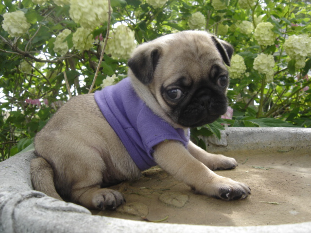 Cute Pug Puppy Wearing Purple Sweater