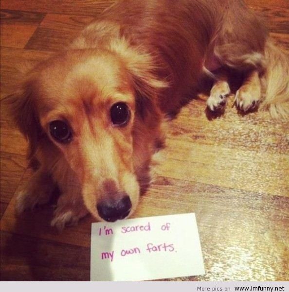 Dog Say I Am My Own Farts Funny Picture