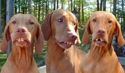 Dogs With Fake Teeth Funny Image