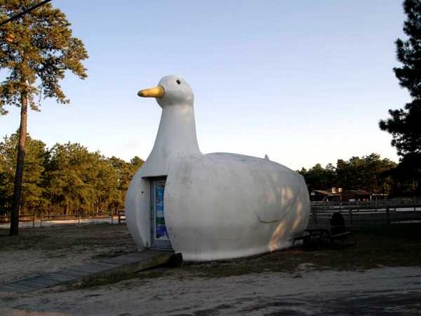Duck Home Funny Image
