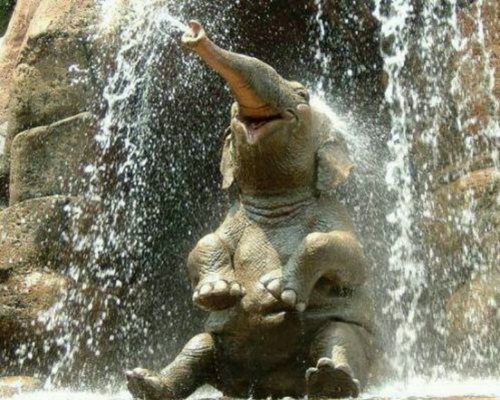 Elephant Taking Shower Funny Image