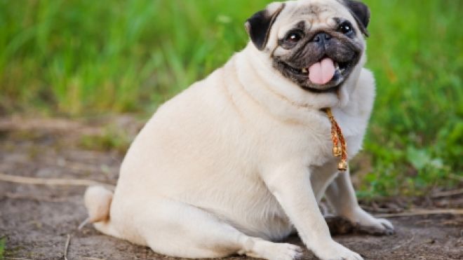 Fat Pug Dog Picture