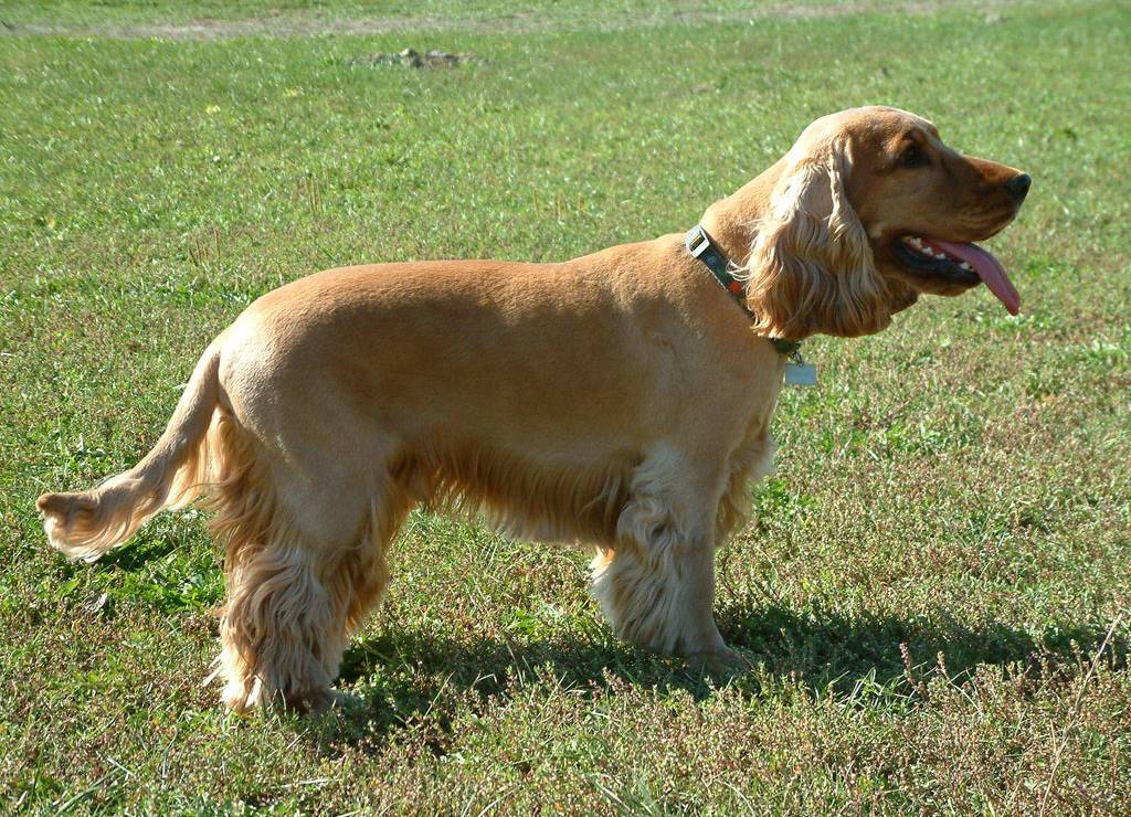 Fawn Cocker Spaniel Dog