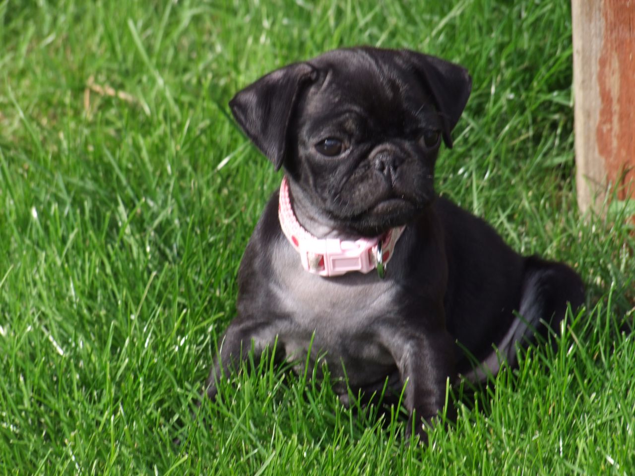 Female Black Pug Puppy Sitting On Grass