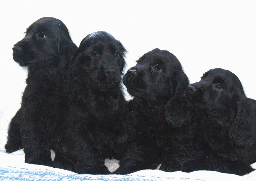 Four Black Cocker Spaniel Puppies