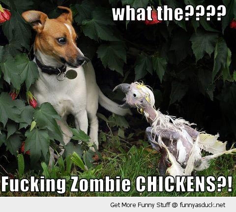 Fucking Zombie Chickens Funny Meme