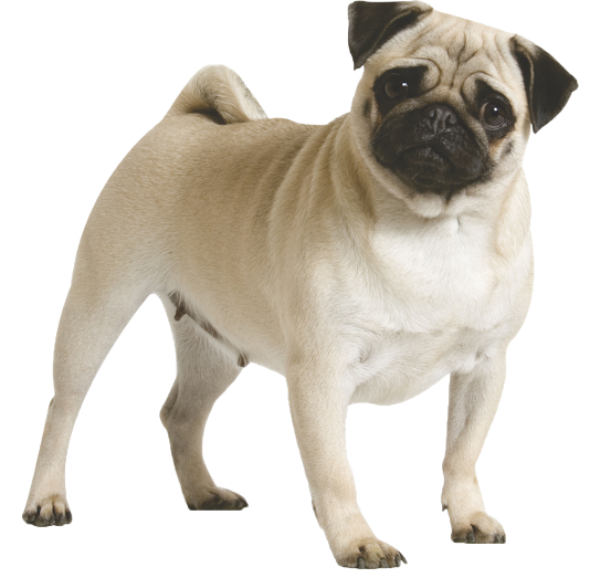 Full Grown Pug Dog Picture