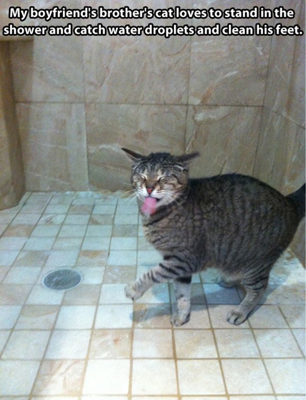 Funny Cat Taking Shower