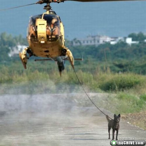 Funny Crazy Dog With Helicopter