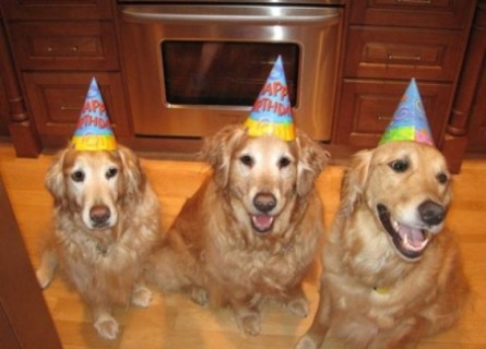 Funny Dogs Celebration Picture