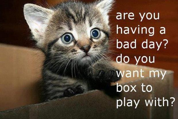 Funny Kitten In Box