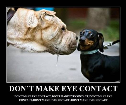 Funny Scared Dog Eye Contact Poster