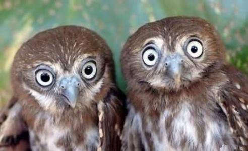 Funny Scared Looking Owls