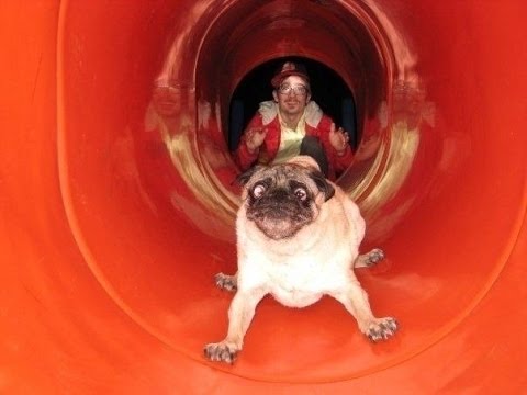 Funny Scared Pug Dog Image