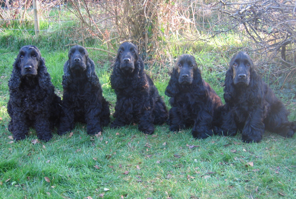 Group Of Black Cocker Spaniel Dogs