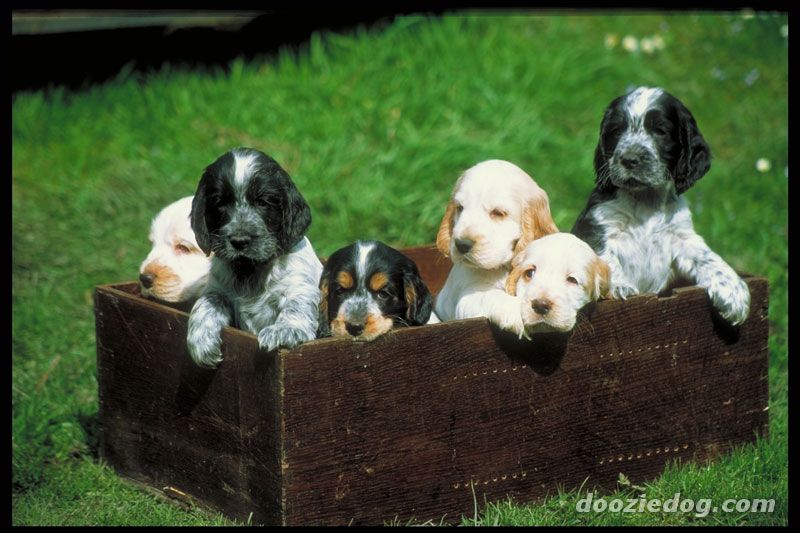 Group Of Cocker Spaniel Puppies