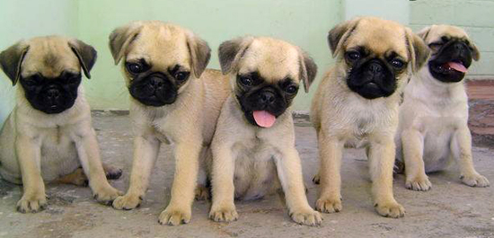Group Of Cute Pug Puppies