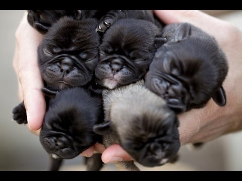 Group Of New Born Pug Puppies