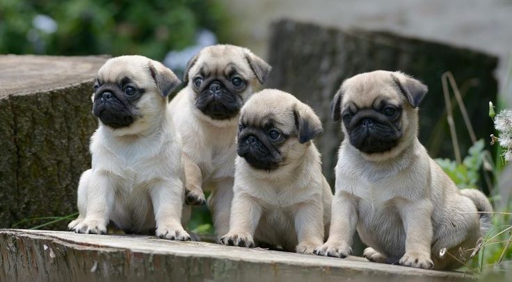 Group Of Pug Puppies