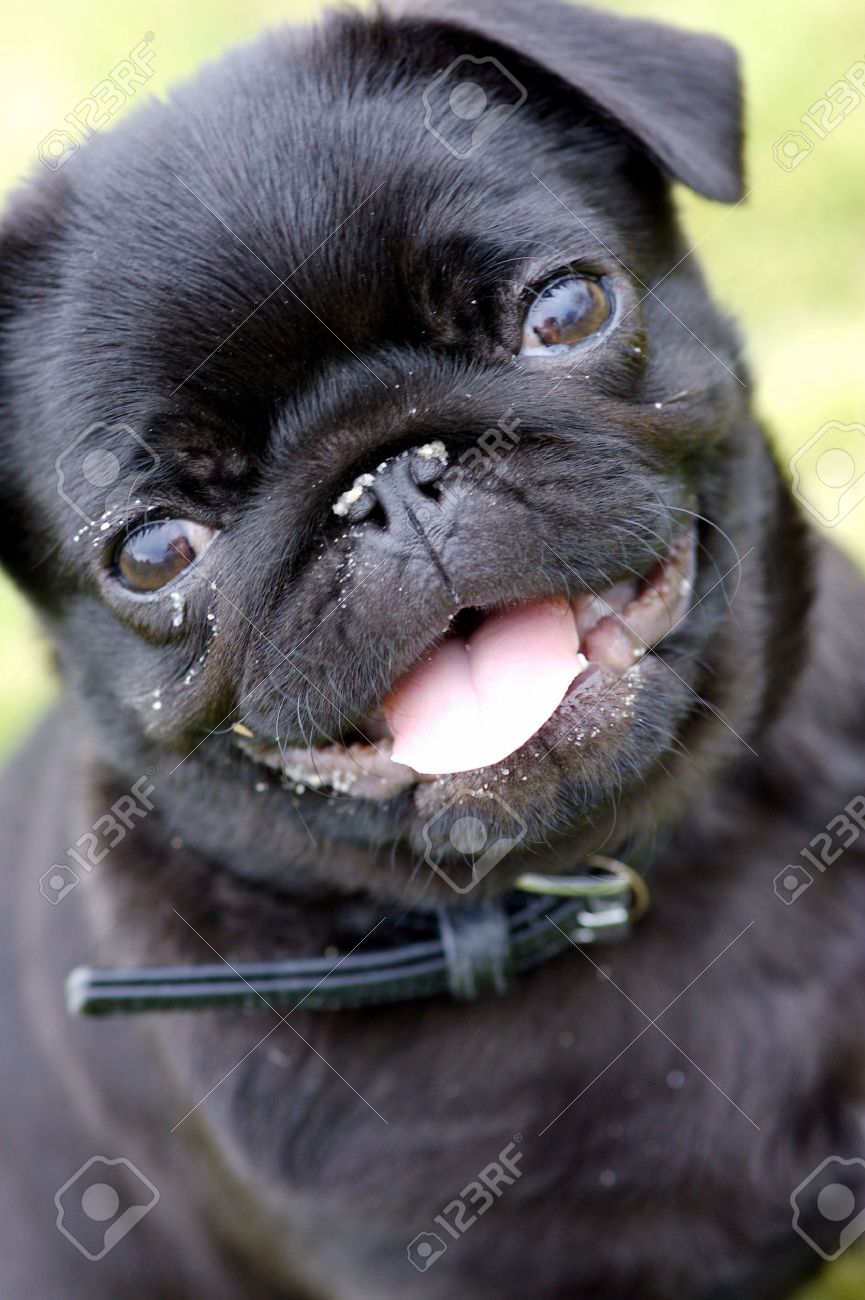Happy Black Pug Dog
