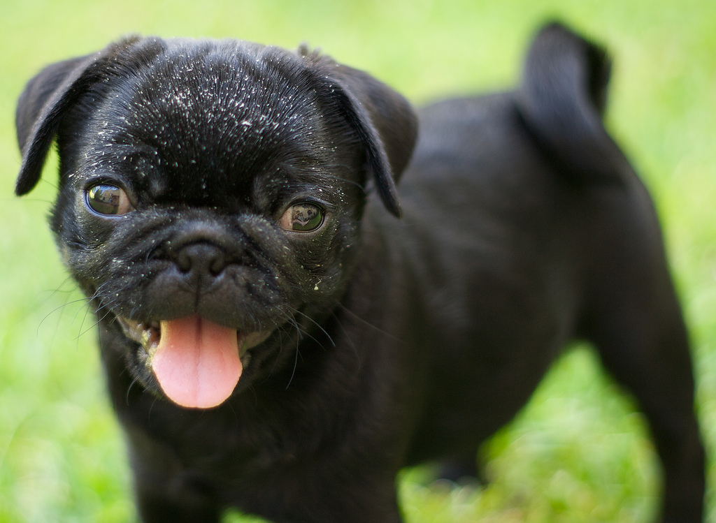 Happy Cute Black Pug Picture