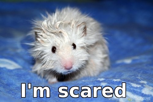 I-Am-Scared-Funny-Mouse-Picture.jpg