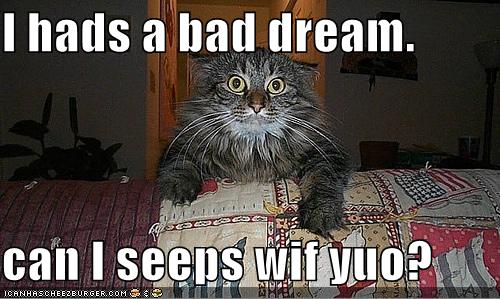 I Had A Bad Dream Can I Seeps Wif Yuo Funny Scared Cat Meme