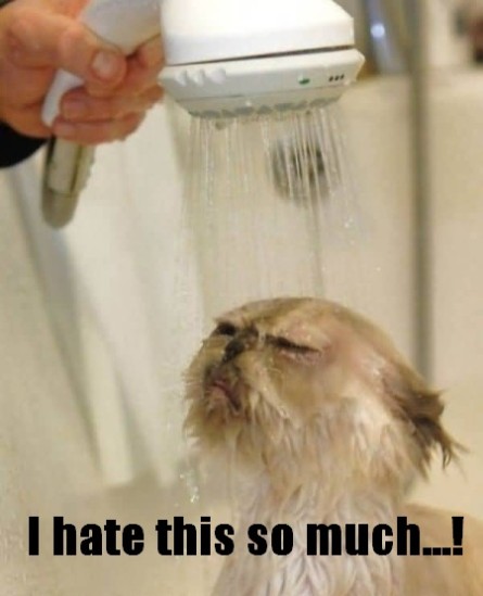 I Hate This So Much Funny Cat Shower Picture