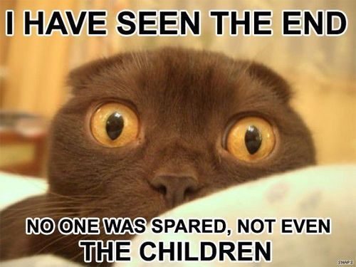 I Have Seen The End Funny Scared Cat Meme