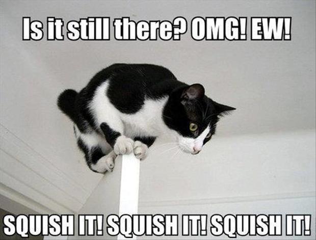 Is-It-Still-There-Omg-Ew-Squish-It-Funny-Cat-Scared-Meme.jpg