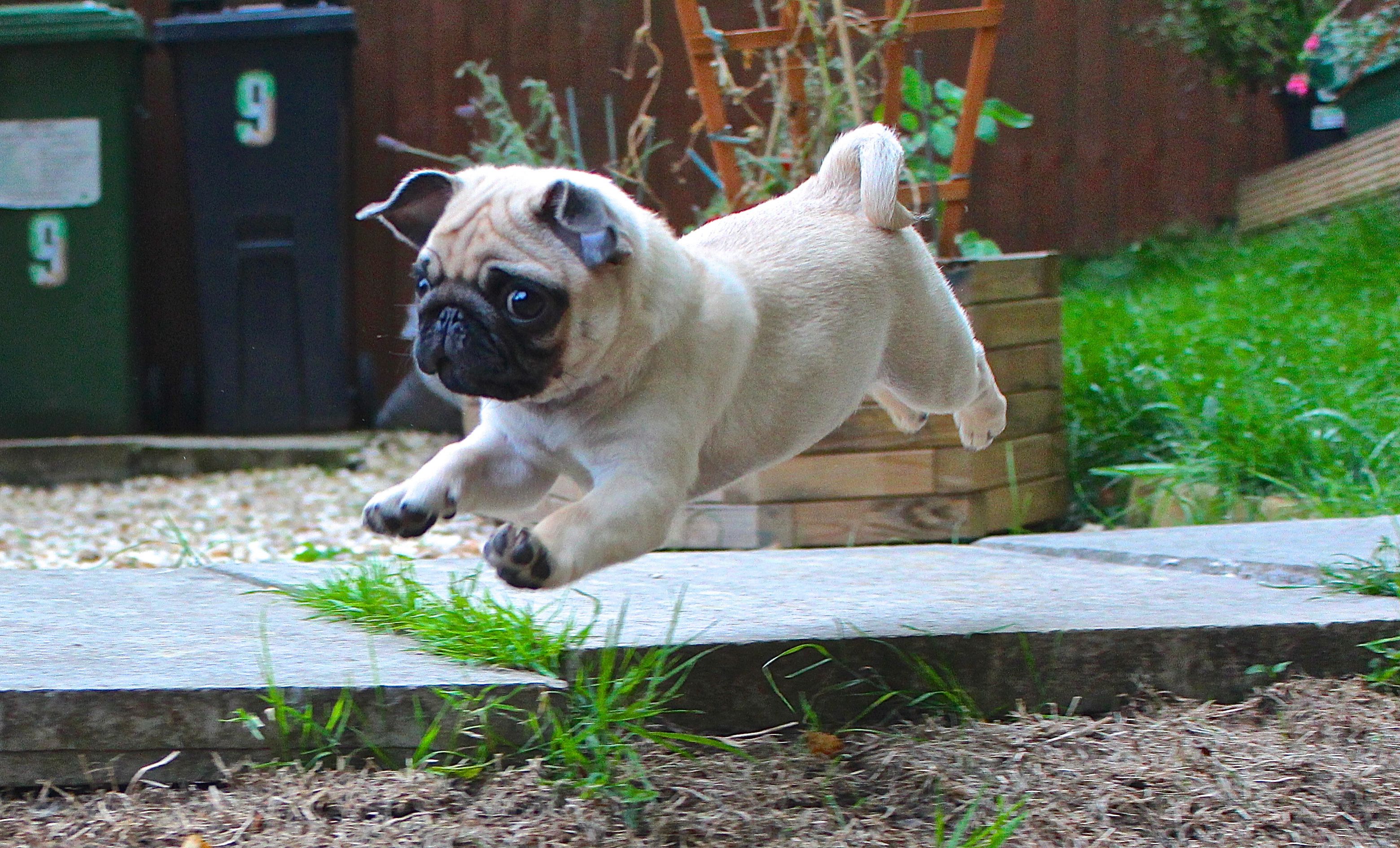 Jumping Pug Puppy Picture