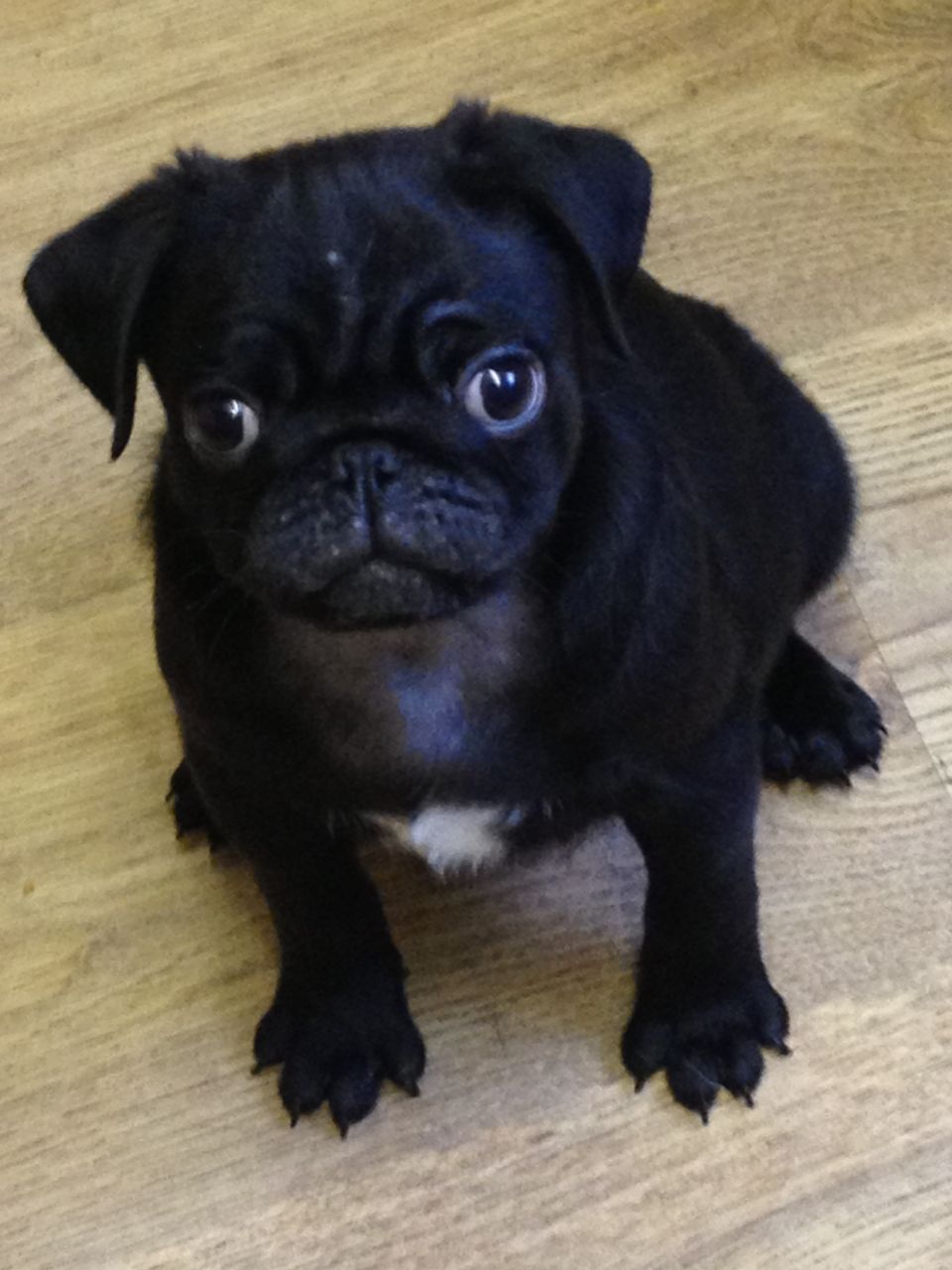 Male Cute Black Pug Puppy