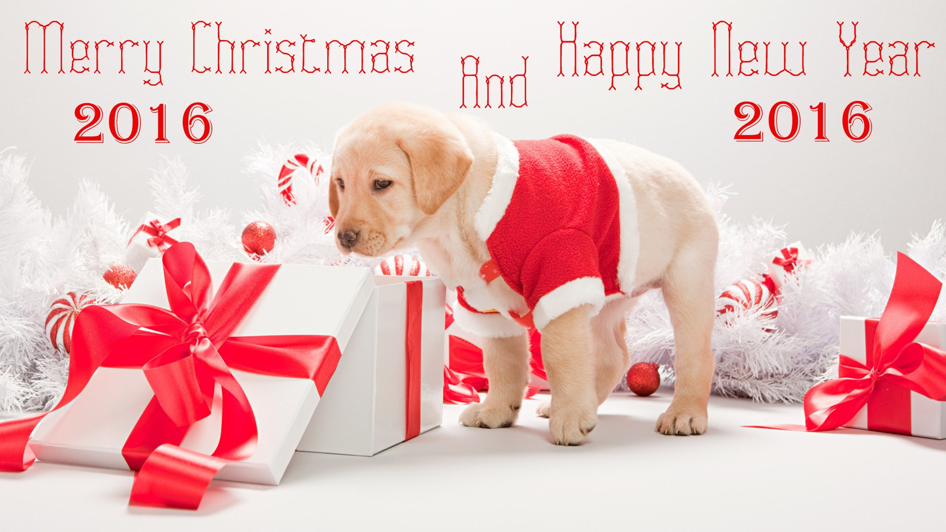 Merry Christmas And Happy New Year 2016 Labrador Puppy Looking Gifts