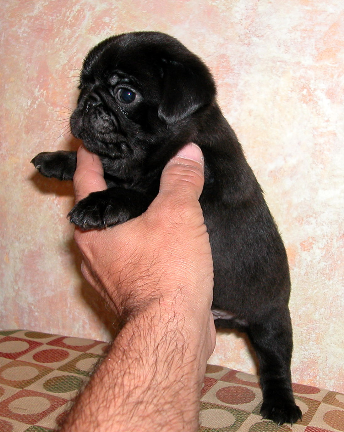 Miniature Black Pug Puppy Picture