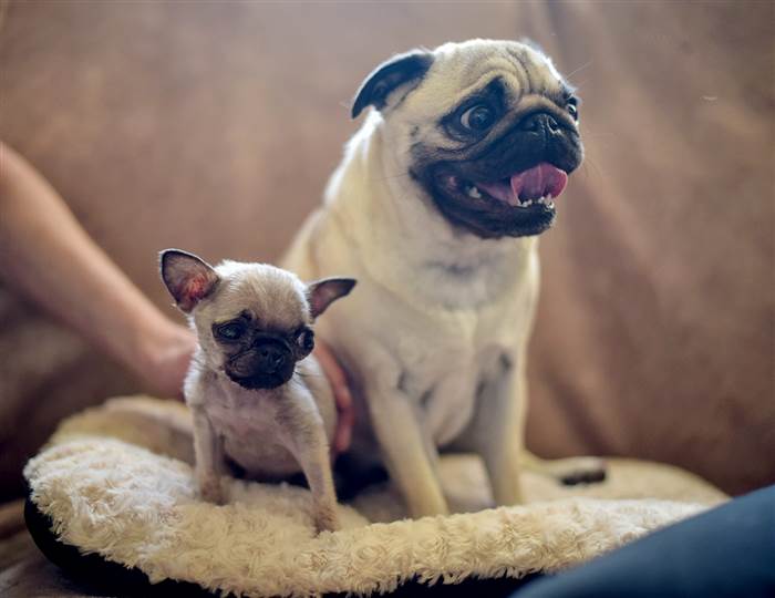 Miniature New Born Pug Puppy