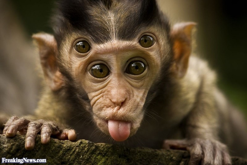 Monkey With Funny Eyes Photoshopped Image
